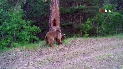 Tatlı tatlı kaşınan ayına fotokapana yakalandı