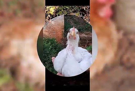 Meus amores , minhas fofuras que amo muito