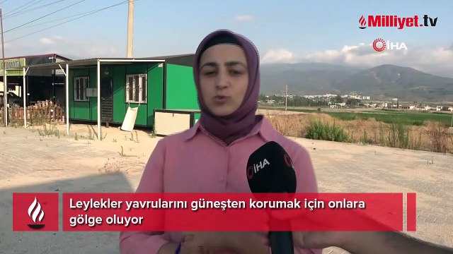 Leylekler yavrularını güneşten korumak için onlara gölge oluyor