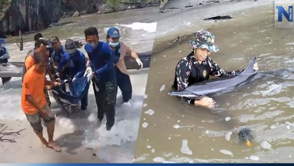 จนท.อุทยานฯ หาดเจ้าไหม ช่วยชีวิตโลมาหลงฝูง เกยตื้นหาดสั้น จ.ตรัง