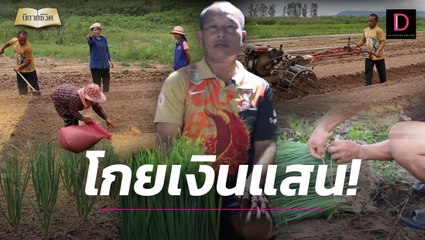 "กำนันสาคร" พลิกผืนนาทำแปลงปลูกต้นหอม โกยเงินแสน! | นิยายชีวิต เดลินิวส์ 06/08/66