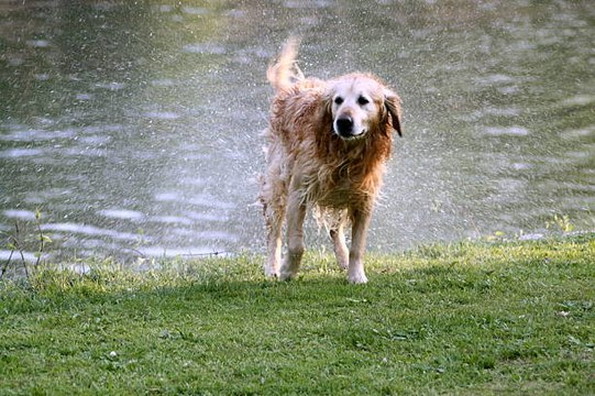 Descubre La Razón Por La Que Los Perros Mojados Huelen Tan Mal