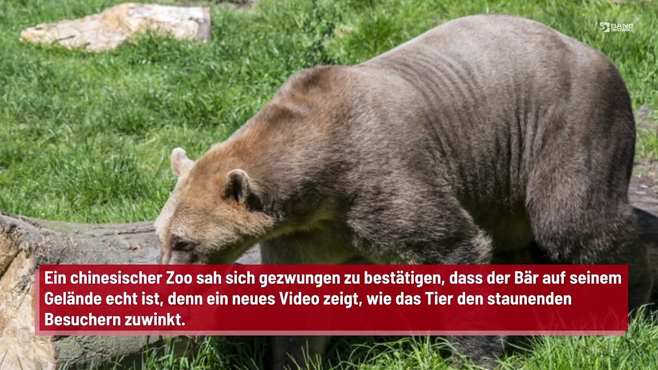 Zoo in China: Bärin oder Mensch im Kostüm?