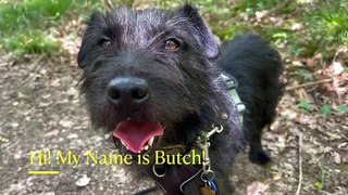 Butch at RSPCA Blackberry Farm Animal Centre needs a home