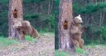 Sırtı kaşınan ayının "kaşınma dansı" güldürdü