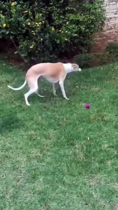 Dog Rolling Speed