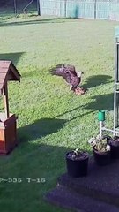 Скачать видео: Eagle Attacking Chicken