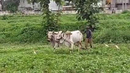 झाबुआ: हल्की जमीन वहां कीट प्रकोप की संभावना भी अधिक, देखिए रिपोर्ट