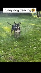 Find 'funny video cat and dog'