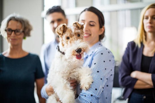 5 Razones Por Las Que Deberías Llevar A Tu Perro Al Trabajo