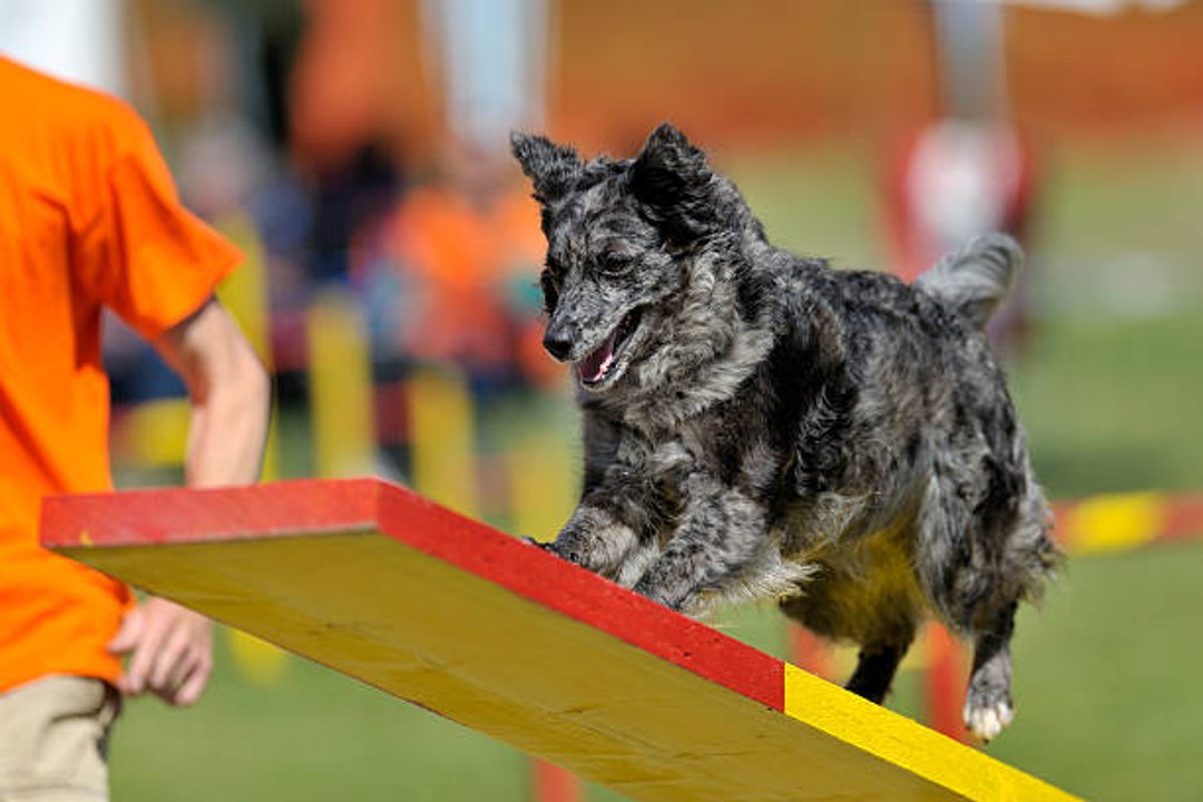 El Adiestramiento Agility Mejora La Ansiedad De Los Perros