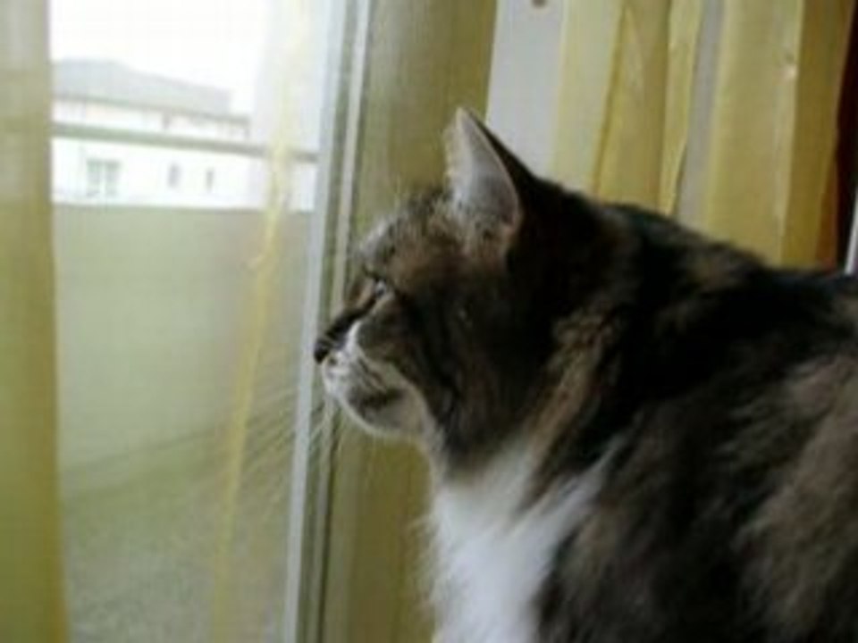 Chat bizarre qui caquette