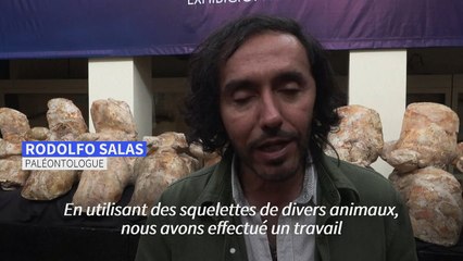 Un ancêtre de la baleine bleue pourrait battre son record de l'animal le plus lourd