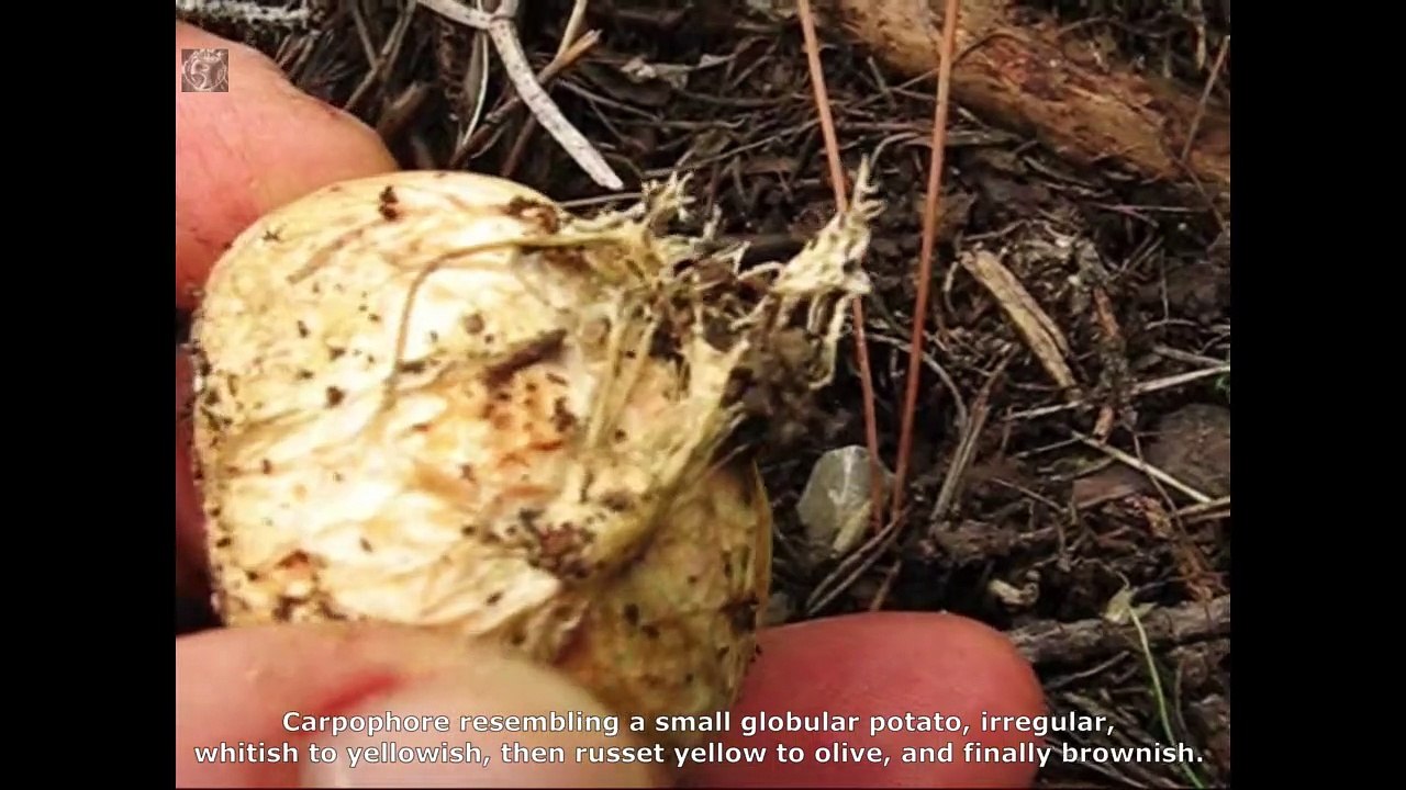Rhizopogon  obtextus. Champimaginatis. English Text