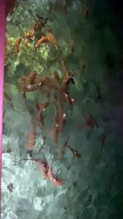 Nighttime Villa Visitors