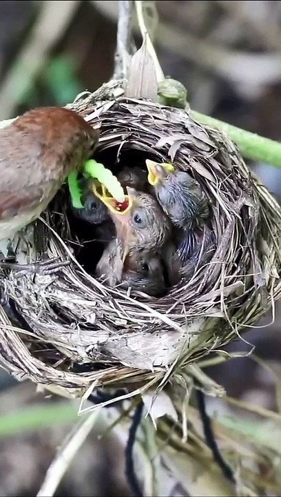 Anak burung