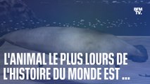 L'animal le plus lourd ayant vécu sur Terre serait...