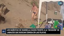 Los bañistas de Marbella hacen frente a la 'invasión' de jabalíes que buscan comida en las playas