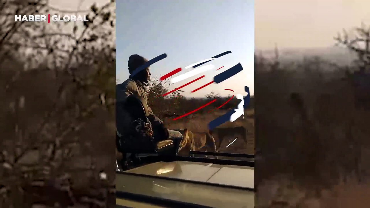 Ölümle buruna buruna! Safari aracında aslanla karşı karşıya kaldı