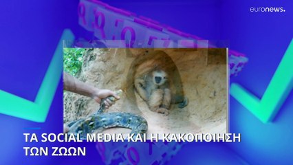 Τα social media και η κακοποίηση των ζώων