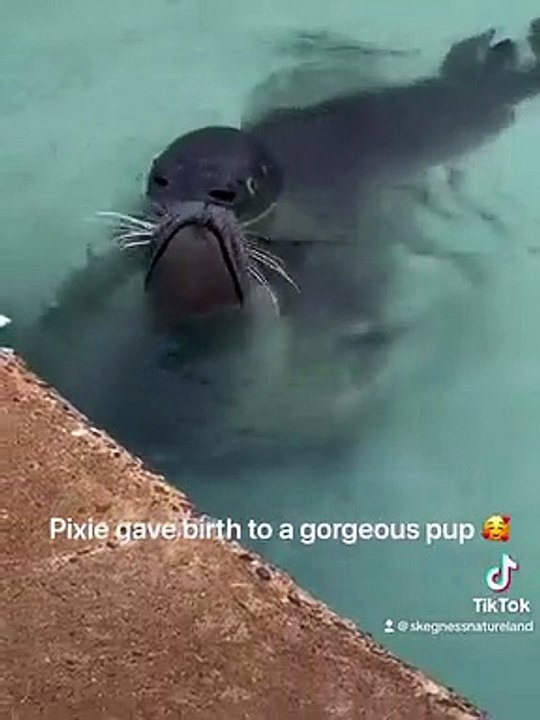 Meet baby seal born at Skegness Natureland video Dailymotion