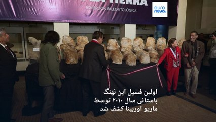 دانشمندان بقایای نهنگ بزرگ باستانی را کشف کردند که احتمالا سنگین‌ترین موجود تاریخ است