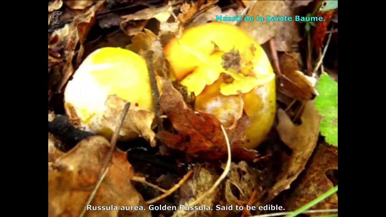 Russula aurea. Champimaginatis. English Text