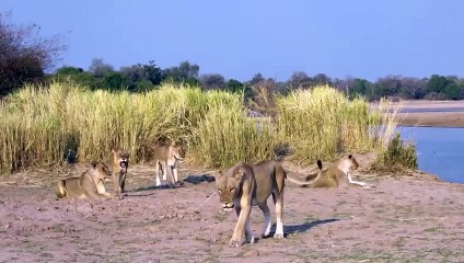 Territorial Hippo Pounces on a Lion With All Its Might