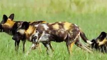 The Hippo Tried to Save the Antelope From Wild Dogs but Instead Gave them Free Prey