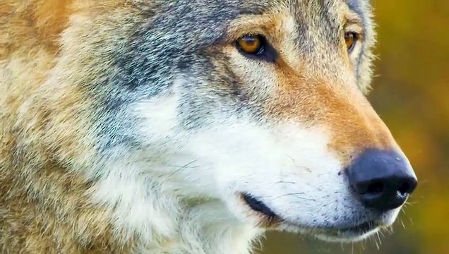 The Most Incredible Eagles Attacks Ever Captured On Camera