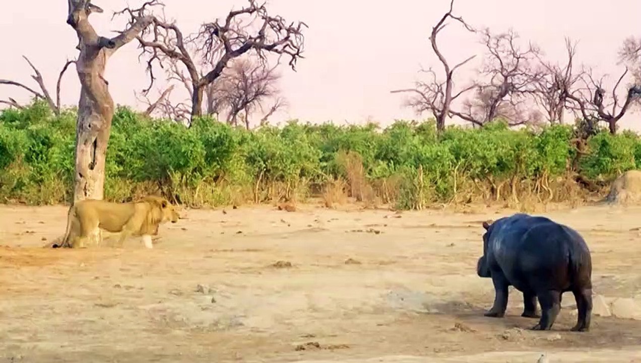These Birds Ruthlessly Eats Hippo's Flesh Alive