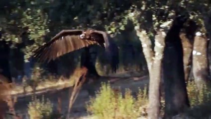 This bird Terrifies All predators