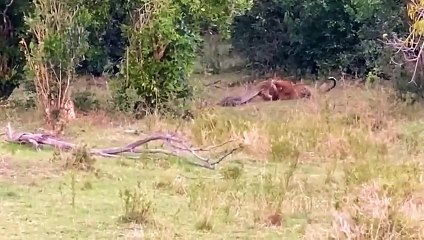 This Vicious Leopard Ripped a Python Apart