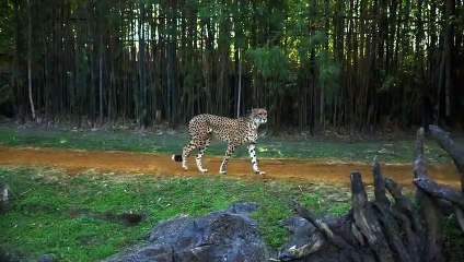 Trois Guépard vs Autruche, Combat à Mort !!