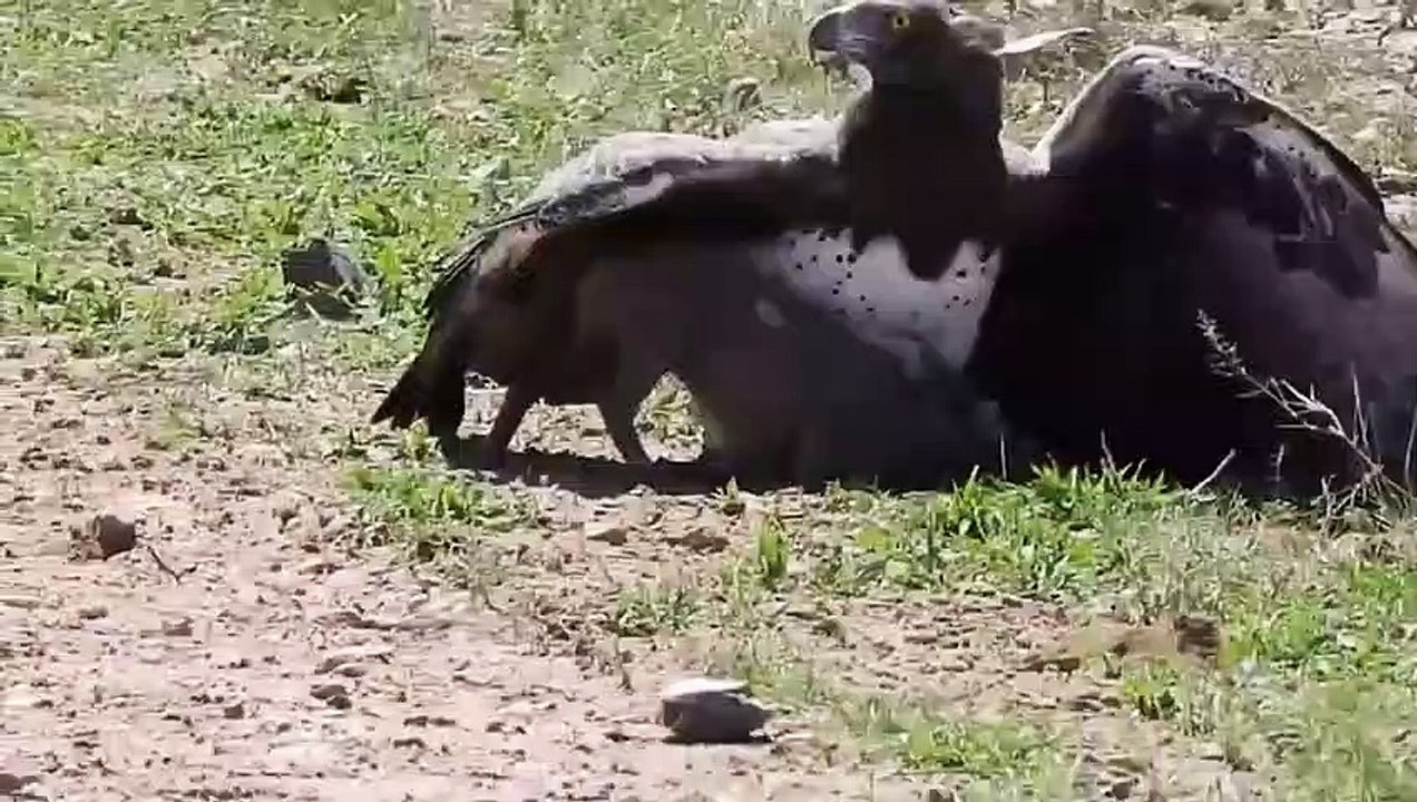 Unbelievable Eagles Attacks - Eagle vs Deer, Goat, Warthog