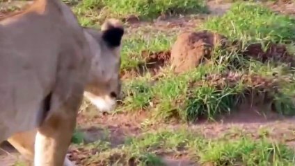 Unfortunate Lioness is Cursed From Chasing Gazelles