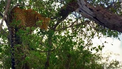 When a Leopard uses 99% of Its Strength to Finish Hyena