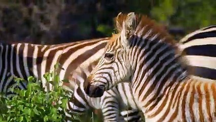 When Mother Zebra Cacrifices Her Life To Save Her Foal