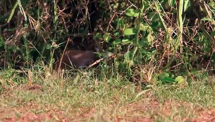 When Lions Mess With The Wrong Opponent