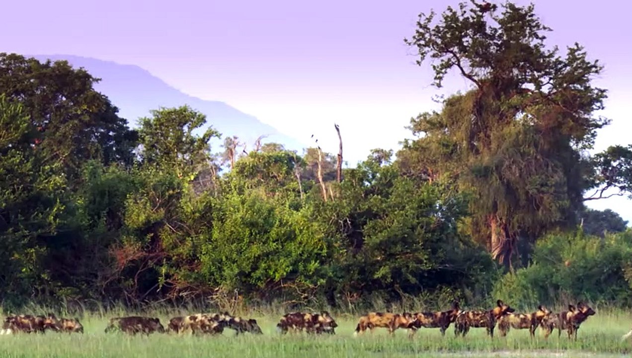 Wild Dogs Rip a Newborn Impala From its Mother's Womb