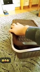 Find 'funny video cat and dog'