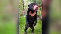 Un zoo britannique confirme que les ours ne sont pas en costume humain