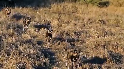 Wild Dogs Shredded a Warthog while it was still alive
