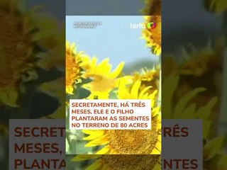Agricultor planta 1 milhão de girassóis para a esposa pelo aniversário de 50 anos de casamento