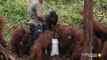 How Young Orangutans Are Taught to Fear Snakes  Orangutan Jungle School   Smithsonian Channel