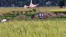 The condition of Indonesian rice fields
