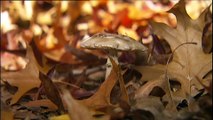 Plant science expert discusses risks of mushroom foraging following poison deaths