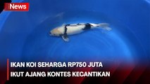 Keunikan Kontes Ikan Koi Seharga Rp750 Juta di Ponorogo, Jatim