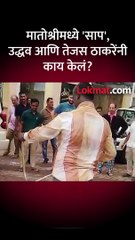 माजी मुख्यमंत्री उद्धव ठाकरेंच्या मातोश्री बंगल्यात आढळला विषारी जातीचा कोब्रा सा