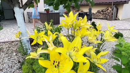 Гигантский Размер! Метровый Люля-Кебаб из Молодого Ягненка и Бараньи Яички с Беконом